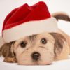 CHRISTMAS DOG Original